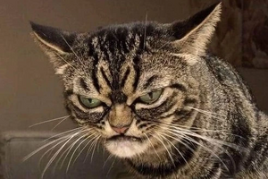 Angry cat.jpg