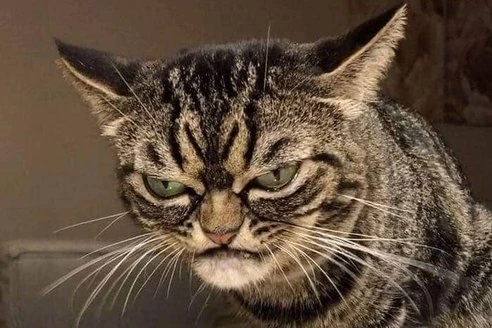 File:Angry cat.jpg