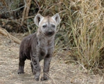 File:Hyenassss.png