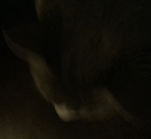 Yes it’s a cat.jpeg