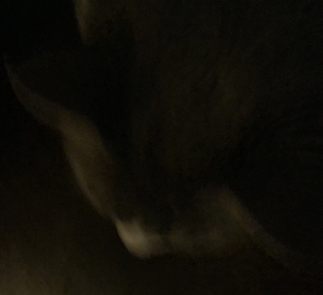 File:Yes it’s a cat.jpeg