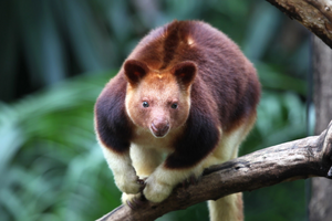 Tree Kangaroo2©Perth Zoo.jpg
