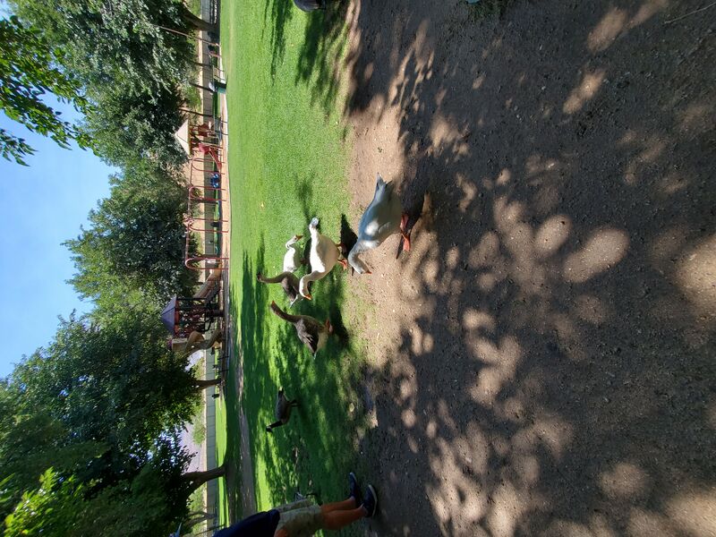 File:20200803 105018.jpg