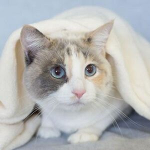 239968-325x325-Dilute-Calico-Cat.jpg