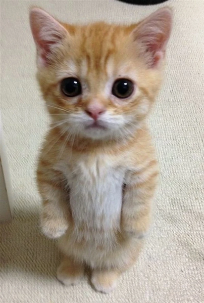 File:Adorable Kitten.jpg