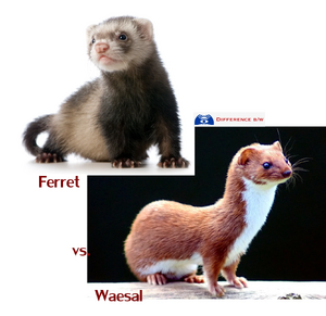 Weasel-and-ferret.jpg