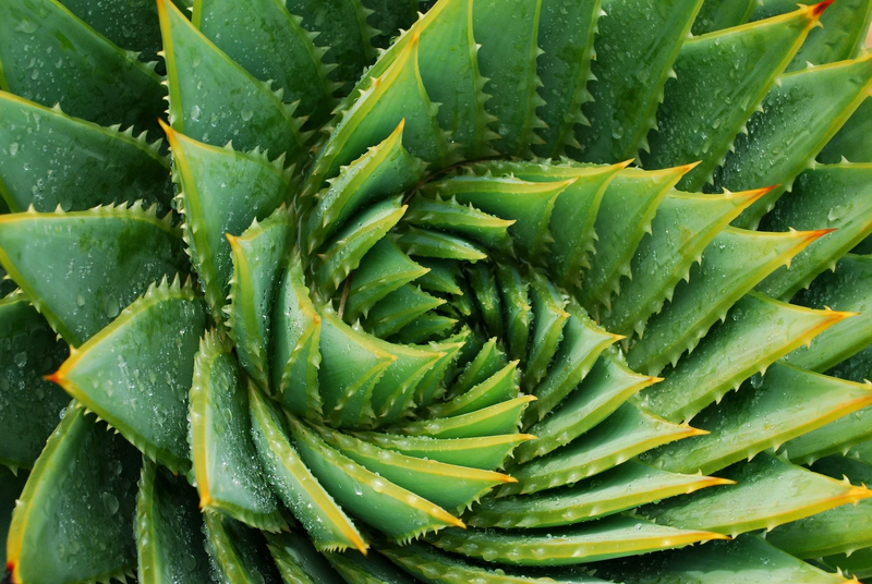 File:Aloe-vera-plant-1522874831.jpg