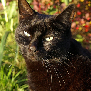 A black cat named Tilly.jpg