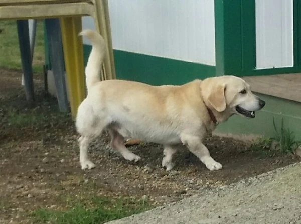 File:Yellow laborgi.jpg