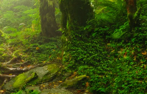 File:屏幕快照 2020-03-26 下午1.08.32.png