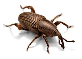 File:Weevil.jpg