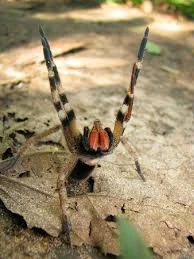 File:A real armed spider.jpeg