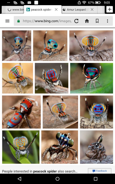 File:Peacock Spiders.png