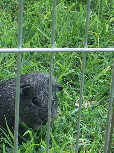 File:Wombat guinea pig.jpg