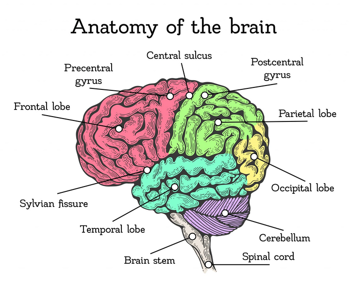 File:Areas-of-the-Brain-scaled.jpg