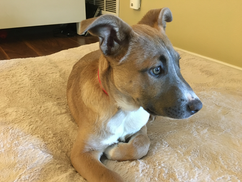 File:Indi’s pupper.jpeg