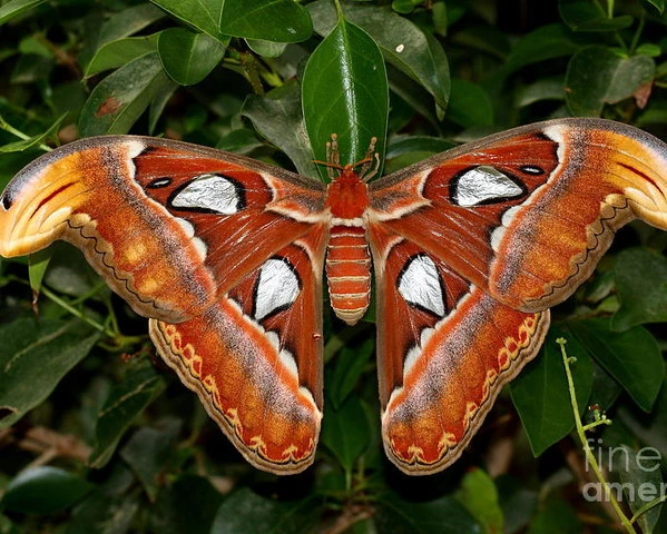 File:AtlasMoth NaturalHistoryMuseum.jpg