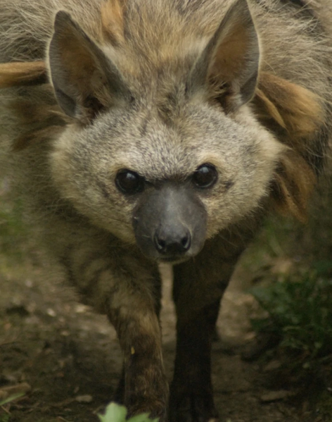 File:Aardwolf.jpeg