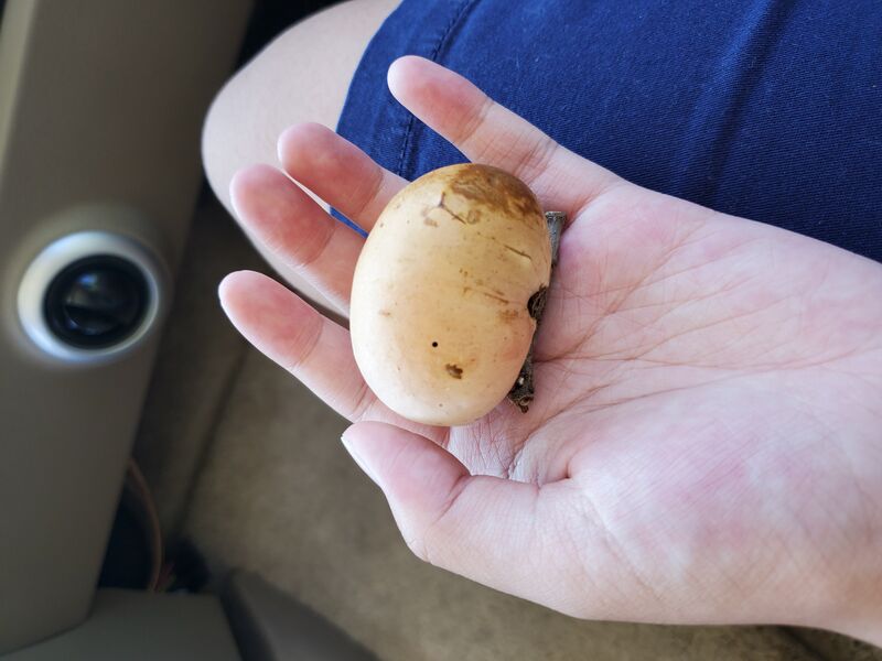 File:20200812 102825.jpg