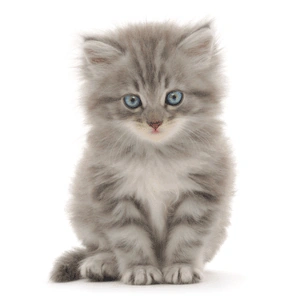 File:Worming-your-kitten.png