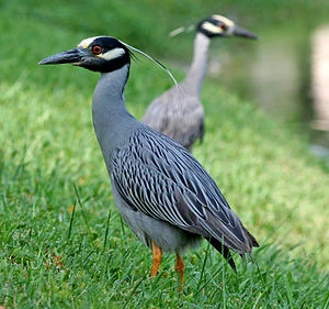 Yellow crowned night heron Florida 2010.jpg