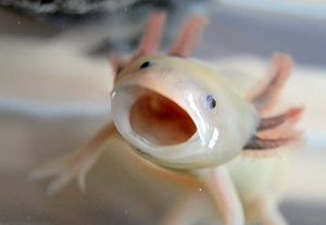 Axolotl.jpg