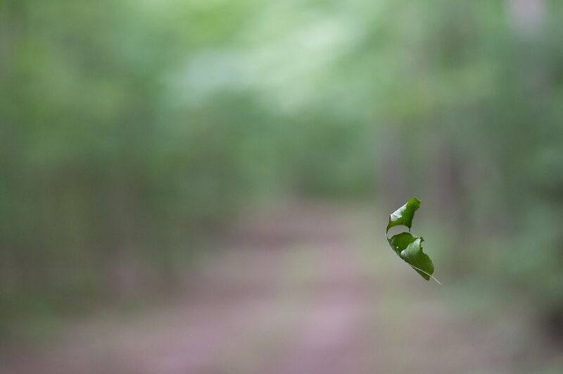 File:5870780754 b2f5fd7181 b.jpg