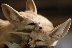 570205b5654cd3ba7a471a7189c7d31a--fennec-fox-cuddling.jpg