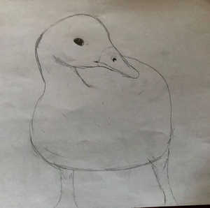 A small swan by toadhop.jpg