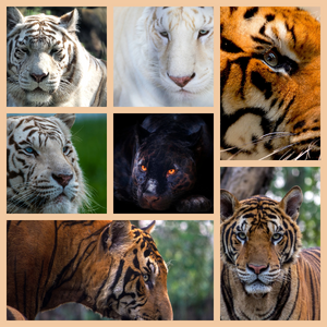 Befunky 2024-2-2 19-5-9.jpg