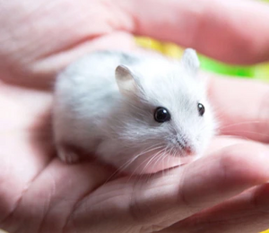 Pensob I’m not the cat sorry.jpeg