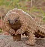 File:Pangolin so cute.png