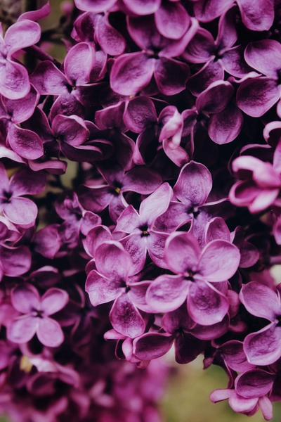 File:Purple flowers, maybe? idk.jpeg