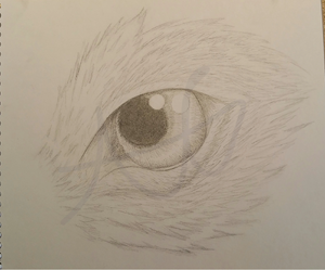 Wolf Eye-Finished-AG.png