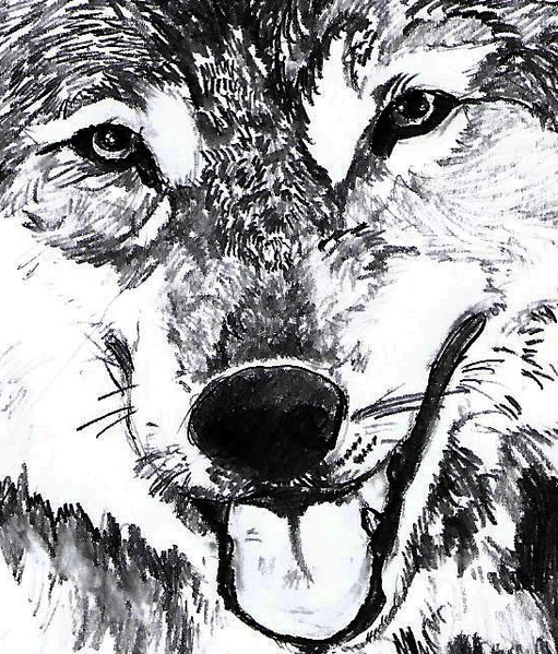 File:Wolf Face2 by M.jpg
