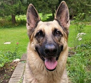 330px-Female German Shepherd.jpg