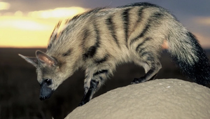 Aardwolf2.jpeg