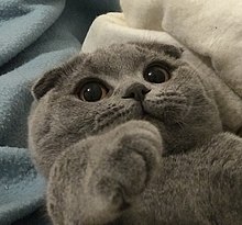 File:220px-Scottish fold cat.jpg