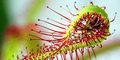 An actual sundew