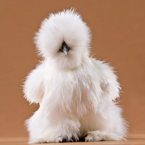 White-Silkie-2190-L.jpg