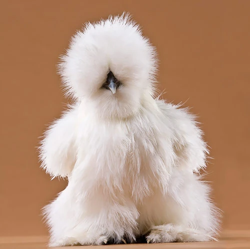 File:White-Silkie-2190-L.jpg