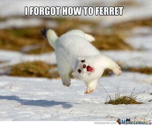 1---i-forgot-how-to-ferret c 1190234.jpg