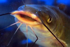 1-catfish-whiskers-jk1.jpg