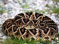 A real rattlesnake