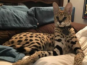 12155110-6911935-image-m-9 1554999603840.jpg