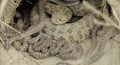 A mother rattlesnake with her little ones