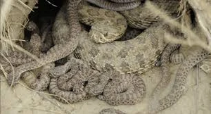Mother and baby rattlesnakes.jpeg