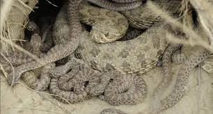 File:Mother and baby rattlesnakes.jpeg