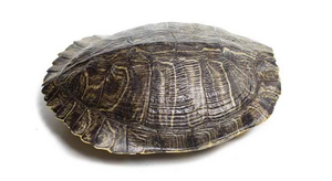 What-Are-Turtle-Shells-Made-Of.jpg
