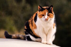 242113-676x450-black-orange-white-calico-cat.jpg